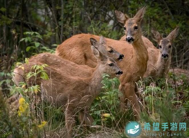 动物森林小白必看！开局3只老鼠，快速提升战力的新手攻略指南