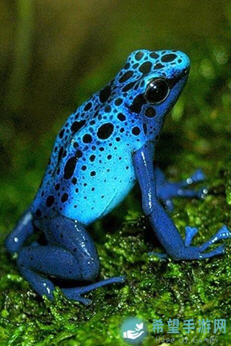 冲呀！饼干人：揭秘王国配料与粉末获取指南，速刷攻略帮你轻松升级