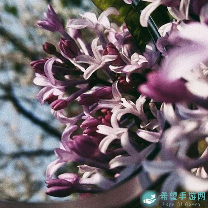 凌晨四点半에도海棠花未眠：托拉姆物语剑拳玩法全攻略