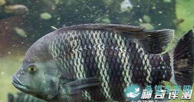 老玩家速成指南：99%通关率，诸神皇冠杂鱼从猎养成全攻略揭秘