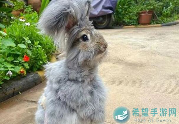 看完这篇攻略，萌新不再怕坑命运冠位指定！